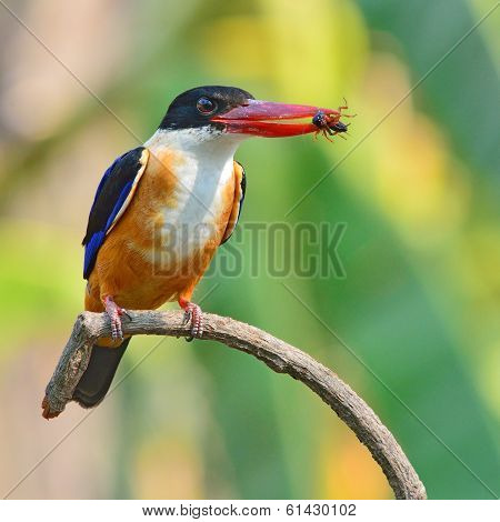 Black-capped Kingfisher Bird