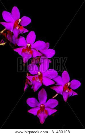 Phalaenopsis hybrid