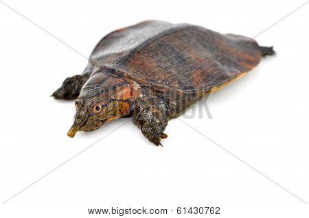 Soft-shell Turtles