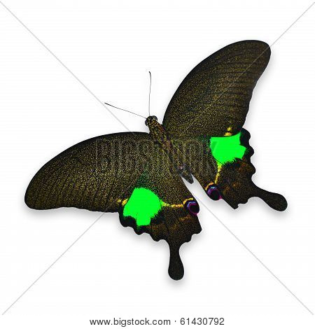 Colorfu Butterfly