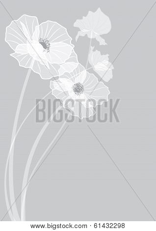 Poppies
