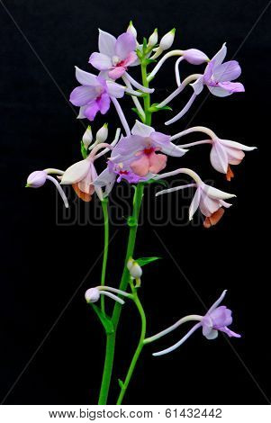 Calanthe sylvatica