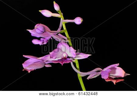 Calanthe sylvatica