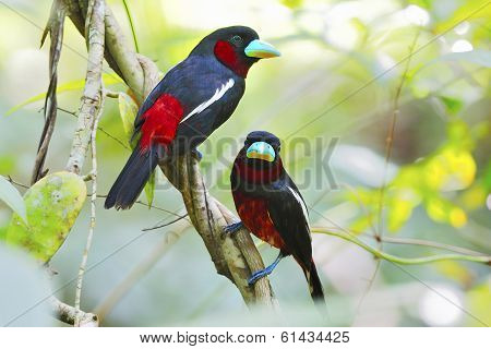 Black-and-red Broadbill