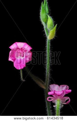 Calanthe