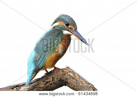Common Kingfisher