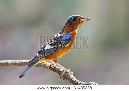 Rock Thrush