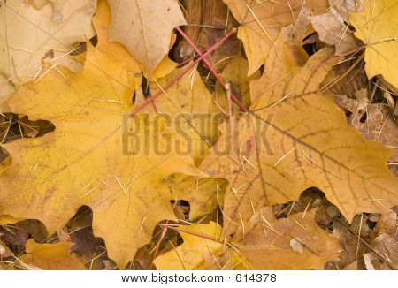 autunno