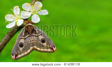Card With Spring Flowers And Resting Butterfly - And Space To Add Wishes