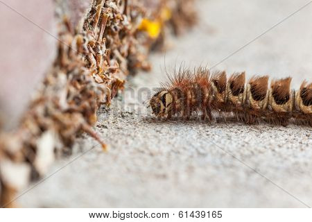 Caterpillar