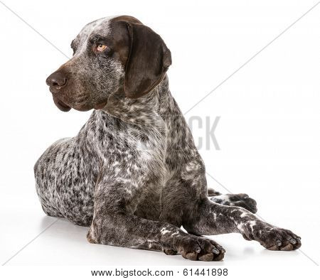 german shorthaired pointer laying down isolated on white background
