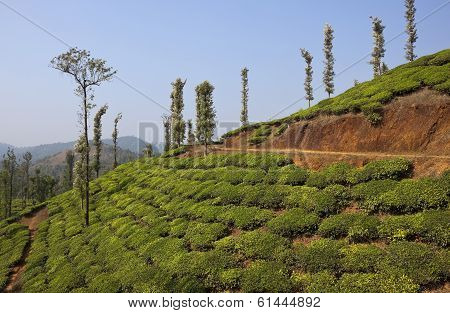 Wayanad Tea Country