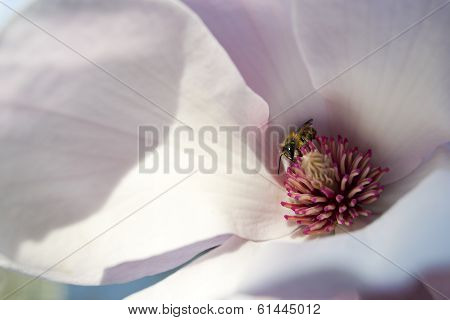 Bee in a magnolia flower