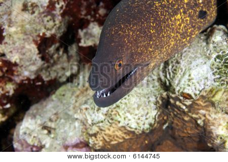 Yellowmargin Moray