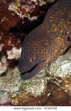 Yellowmargin Moray