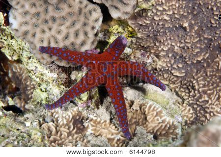 Ghardaqa Sea Star