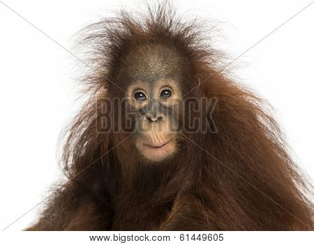 Young Bornean orangutan looking impressed, Pongo pygmaeus, 18 months old, isolated on white