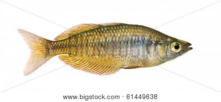 Side view of an Eastern Rainbowfish, Melanotaenia splendida splendida, isolated on white