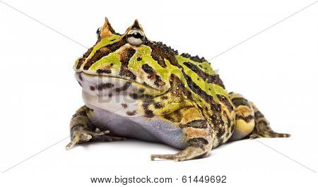 Argentine Horned Frog, Ceratophrys ornata, isolated on white