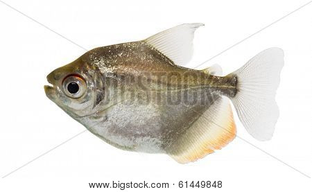 Side view of a Mylossoma aureum, isolated on white