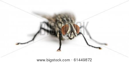 Flesh fly, Sarcophagidae, isolated on white