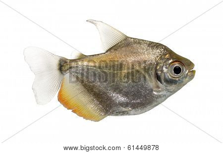 Side view of a Mylossoma aureum, isolated on white
