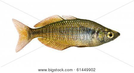 Side view of an Eastern Rainbowfish, Melanotaenia splendida splendida, isolated on white