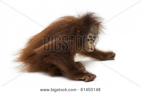 Young Bornean orangutan sitting down, Pongo pygmaeus, 18 months old, isolated on white