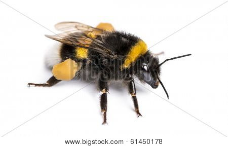 Buff-tailed bumblebee, Bombus terrestris, isolated on white