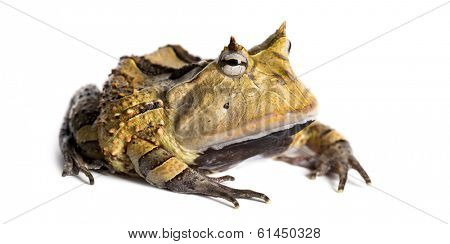 Argentine Horned Frog, Ceratophrys ornata, isolated on white