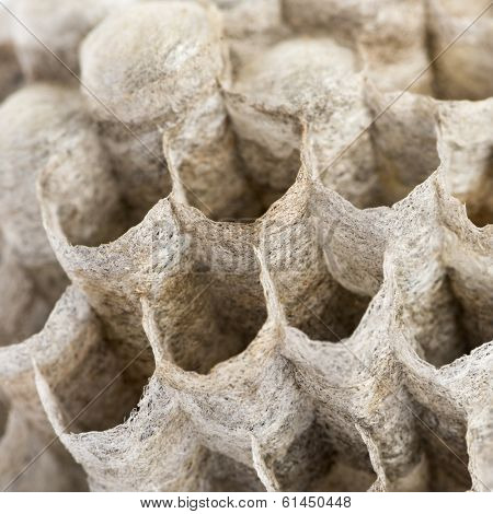 Close-up of a dry vespiary's cells, isolated on white