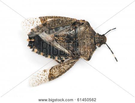 View from up high of a dead Stink Bug, Pentatomoidea, isolated on white