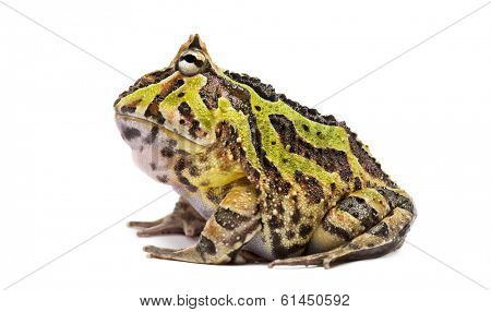 Side view of an Argentine Horned Frog, Ceratophrys ornata, isolated on white