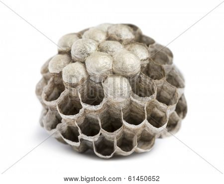 Dry vespiary with empty and occupied cells, isolated on white