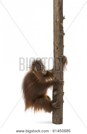 Side view of a young Bornean orangutan climbing on a tree trunk, Pongo pygmaeus, 18 months old, isolated on white