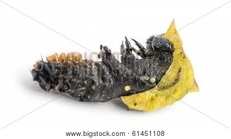 Dead caterpillar while transforming in chrysalid, isolated on white