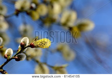 Willow Tree Catkins Opening