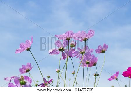 pink cosmos flower