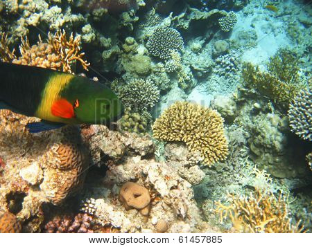 Tropical Exotic Fish In The Red Sea. Cheilinus Lunulatus