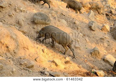 Eurasian Wild Pig (sus Scorfa)