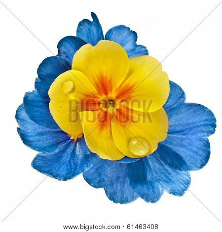 Color blooming primrose primula polyanthus isolated on white