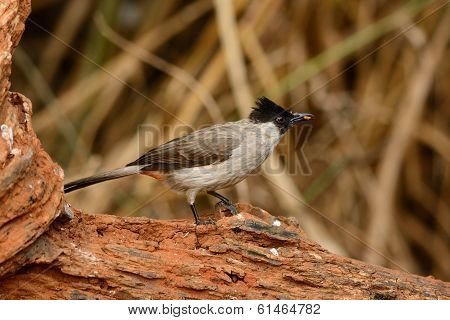 Sooty-headed Bulbul (pycnonotus Aurigaster)