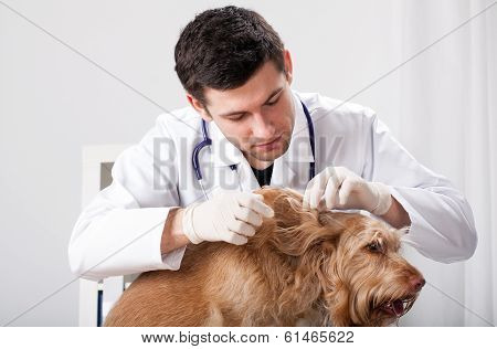 Dog During Delousing