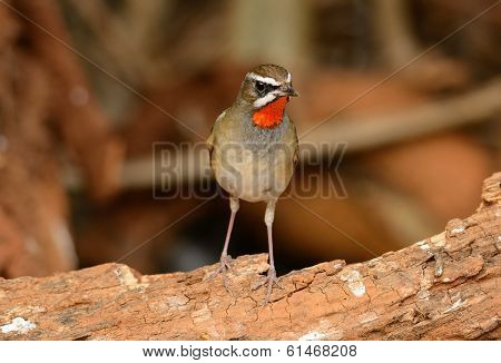 Male Siberian Rubythroat (luscinia Calliope)