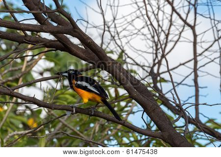 Venezuelan Troupial