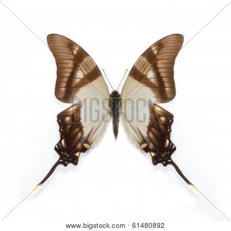 Eurytides Serville Butterfly