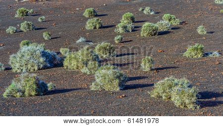 Vegetation In Vulcanic Area In Lanzarote
