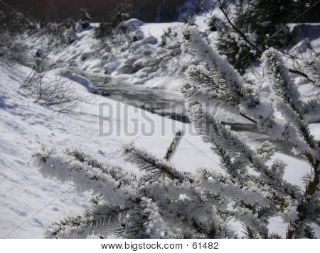 Snow On A Tree