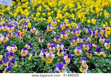 Pansy