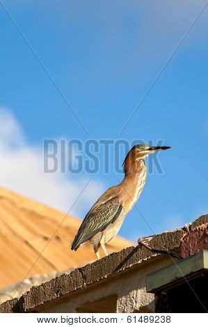 Green heron